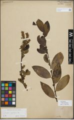 Foto von Salix myrsinifolia Salisb.